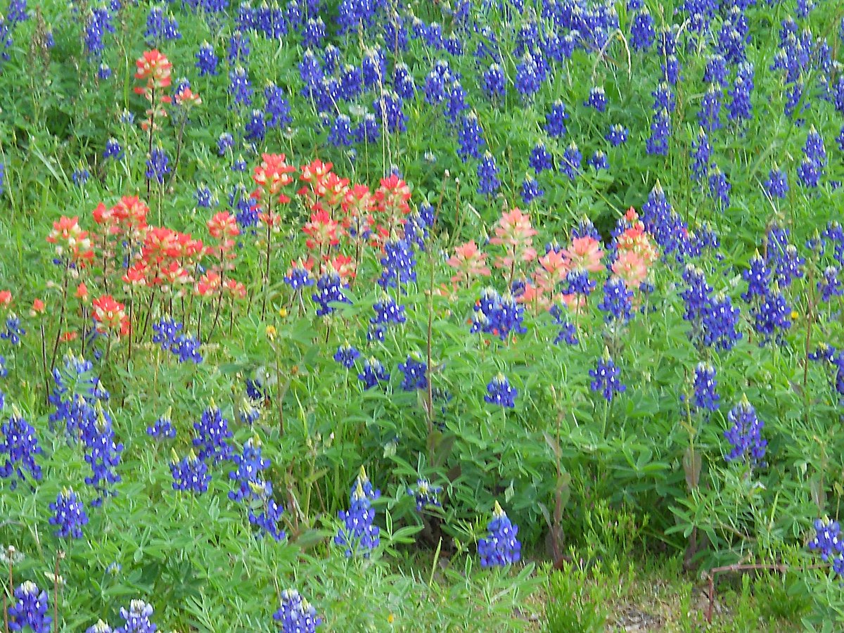 Texas bluebonnets and indian paintbrush flowering thickly in a roadside meadow &mdash; representative imagery, not a specific Texas Pride job