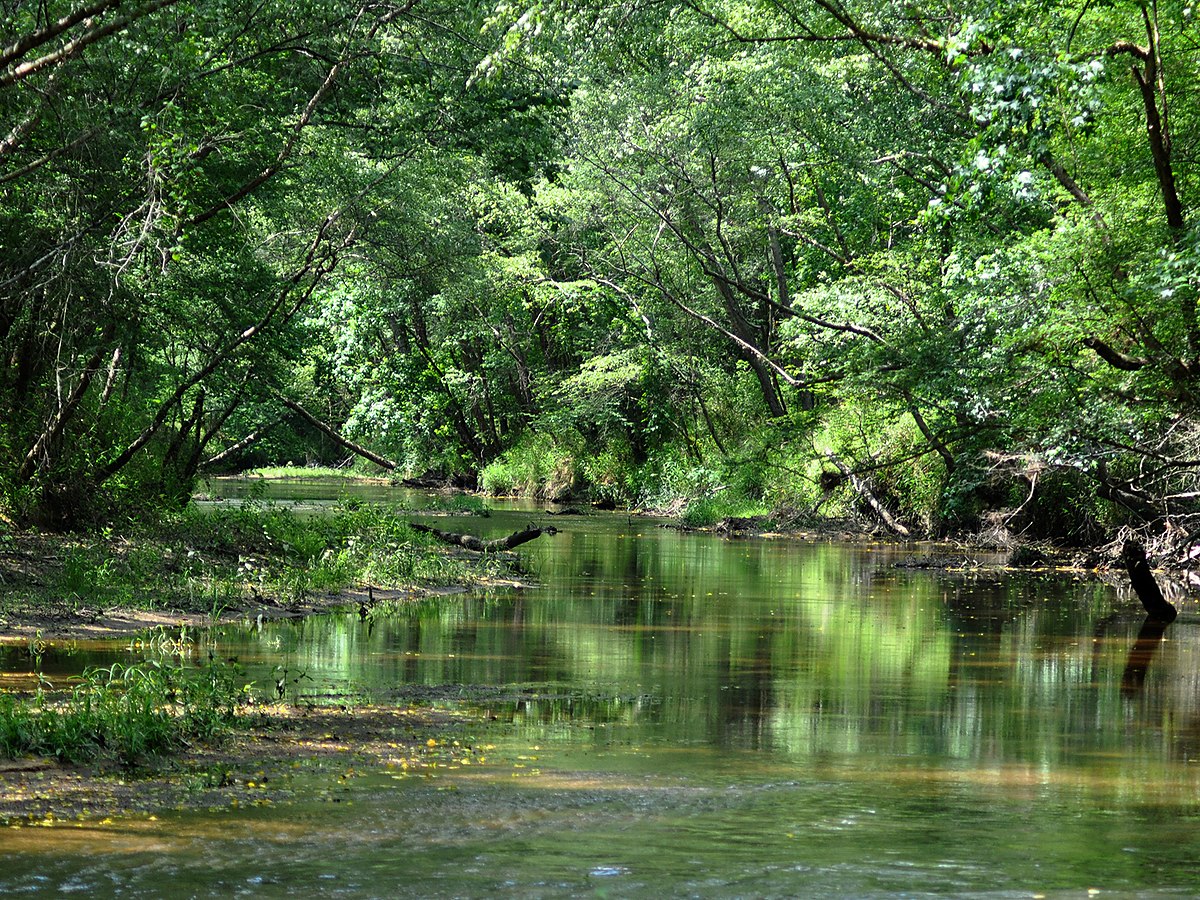 A slow creek running under heavy tree cover in the East Texas bottomland &mdash; representative imagery, not a specific Texas Pride job