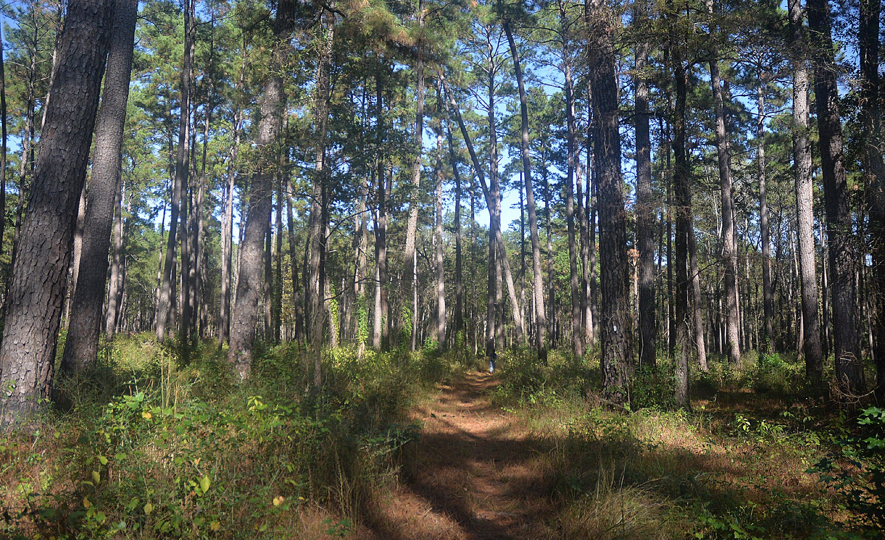 Tall East Texas pines standing close together over open sandy ground &mdash; representative imagery, not a specific Texas Pride job